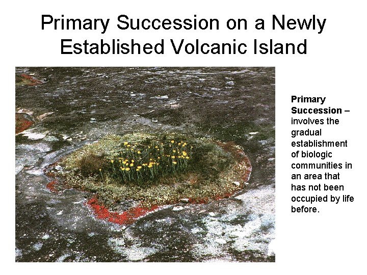 Primary Succession on a Newly Established Volcanic Island Primary Succession – involves the gradual