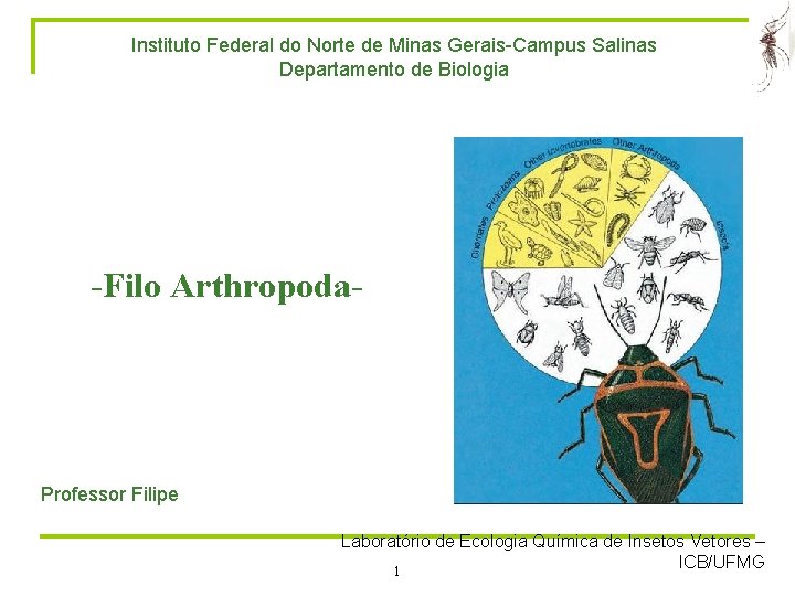 Instituto Federal do Norte de Minas Gerais-Campus Salinas Departamento de Biologia -Filo Arthropoda- Professor