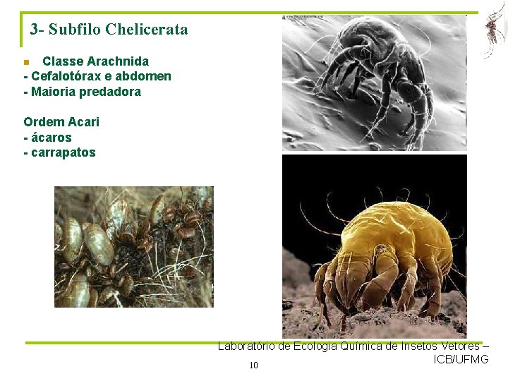 3 - Subfilo Chelicerata Classe Arachnida - Cefalotórax e abdomen - Maioria predadora n