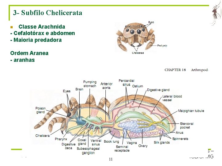 3 - Subfilo Chelicerata Classe Arachnida - Cefalotórax e abdomen - Maioria predadora n