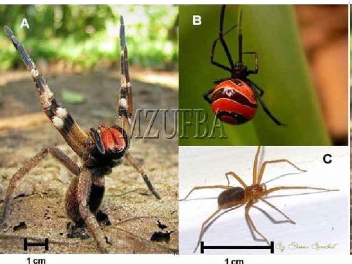 Laboratório de Ecologia Química de Insetos Vetores – ICB/UFMG 12 