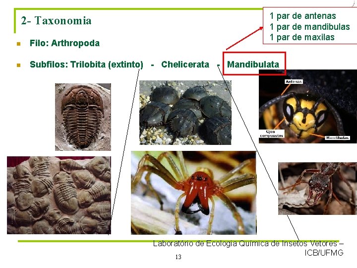 2 - Taxonomia 1 par de antenas 1 par de mandibulas 1 par de