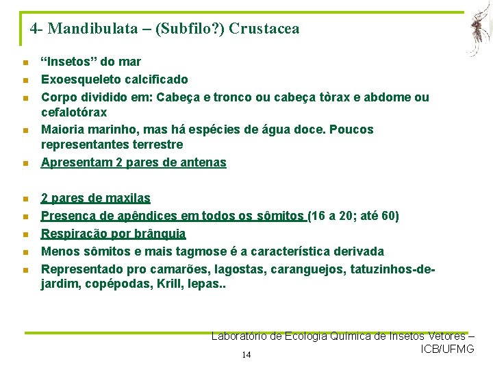 4 - Mandibulata – (Subfilo? ) Crustacea n n n n n “Insetos” do