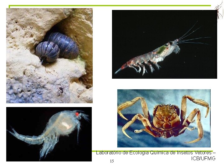 Laboratório de Ecologia Química de Insetos Vetores – ICB/UFMG 15 