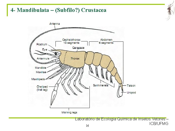 4 - Mandibulata – (Subfilo? ) Crustacea Laboratório de Ecologia Química de Insetos Vetores