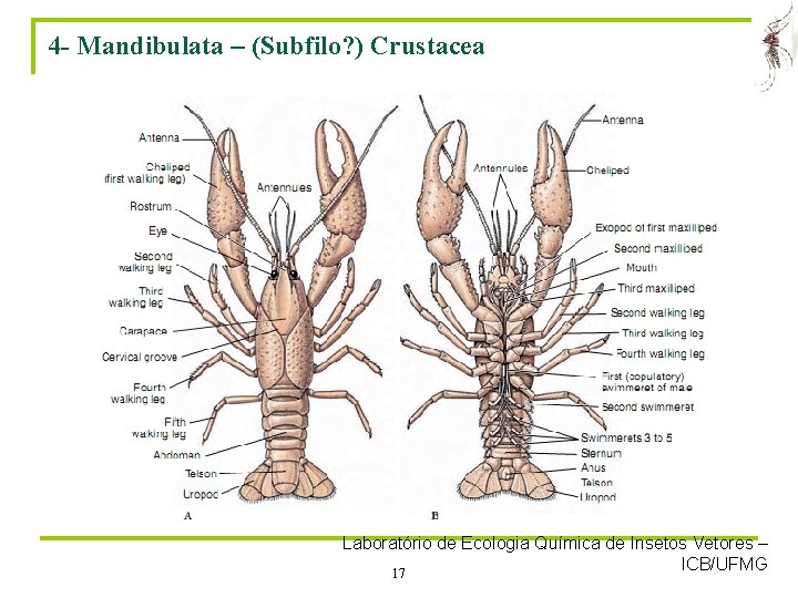 4 - Mandibulata – (Subfilo? ) Crustacea Laboratório de Ecologia Química de Insetos Vetores