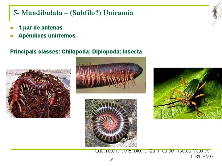 5 - Mandibulata – (Subfilo? ) Uniramia n n 1 par de antenas Apêndices