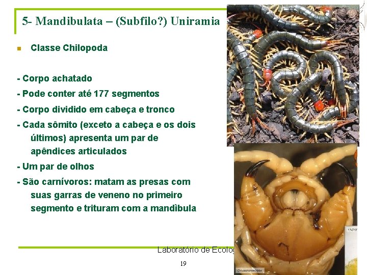 5 - Mandibulata – (Subfilo? ) Uniramia n Classe Chilopoda - Corpo achatado -