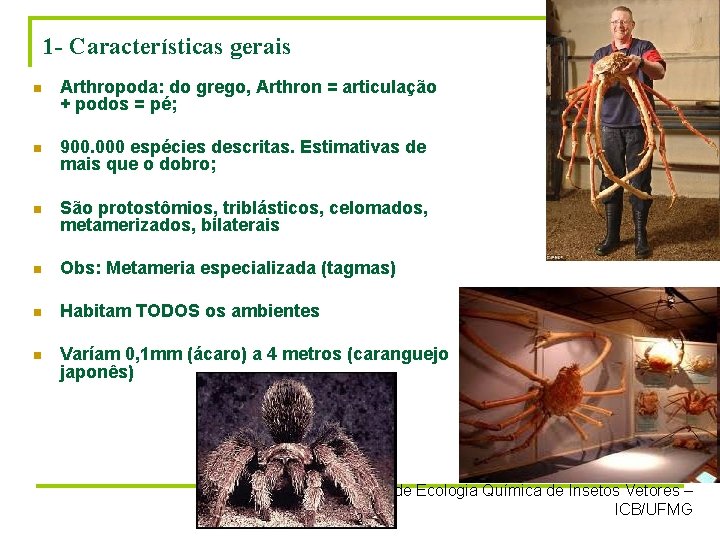 1 - Características gerais n Arthropoda: do grego, Arthron = articulação + podos =
