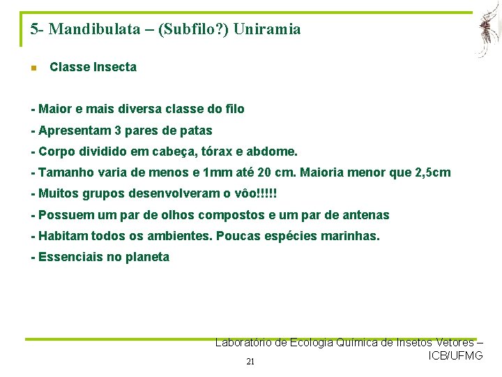 5 - Mandibulata – (Subfilo? ) Uniramia n Classe Insecta - Maior e mais