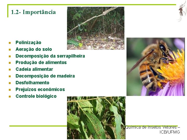 1. 2 - Importância n n n n n Polinização Aeração do solo Decomposição