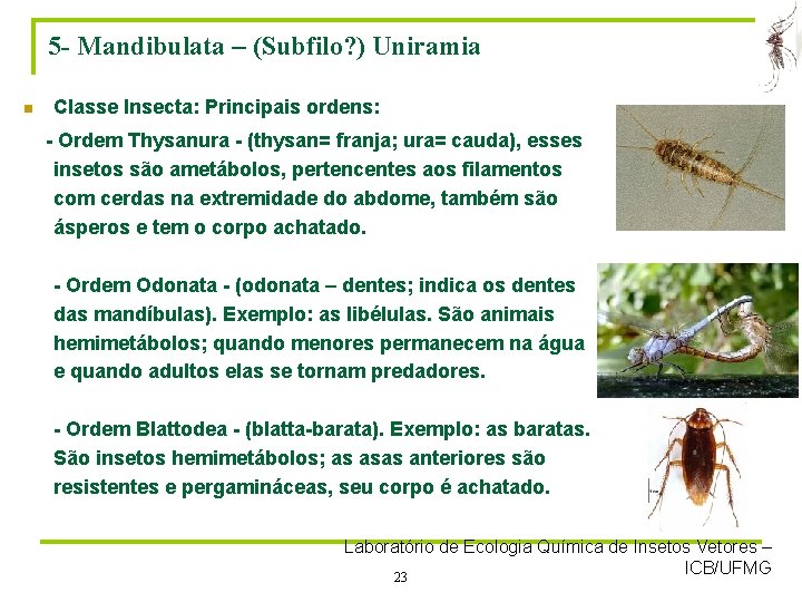 5 - Mandibulata – (Subfilo? ) Uniramia n Classe Insecta: Principais ordens: - Ordem