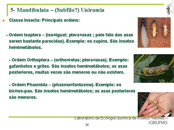 5 - Mandibulata – (Subfilo? ) Uniramia n Classe Insecta: Principais ordens: - Ordem