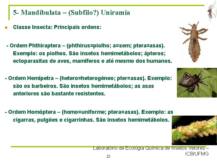 5 - Mandibulata – (Subfilo? ) Uniramia n Classe Insecta: Principais ordens: - Ordem