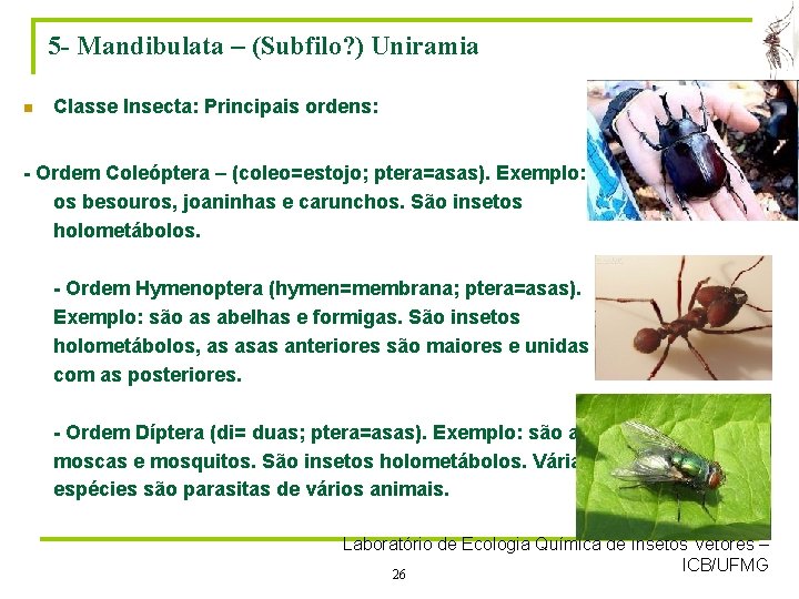 5 - Mandibulata – (Subfilo? ) Uniramia n Classe Insecta: Principais ordens: - Ordem