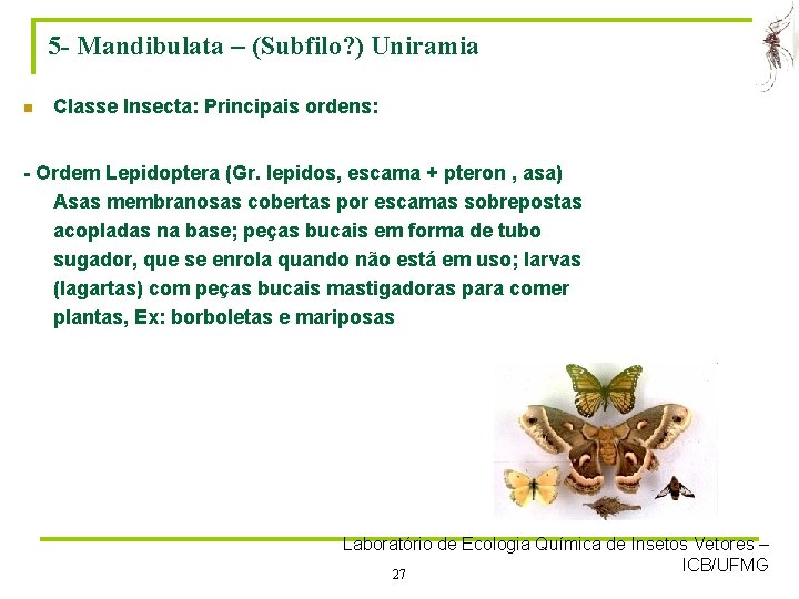 5 - Mandibulata – (Subfilo? ) Uniramia n Classe Insecta: Principais ordens: - Ordem