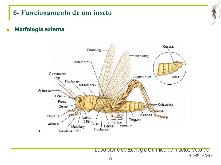 6 - Funcionamento de um inseto n Morfologia externa Laboratório de Ecologia Química de