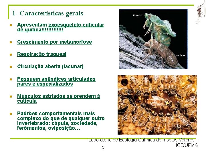 1 - Características gerais n Apresentam exoesqueleto cuticular de quitina!!!!!!! n Crescimento por metamorfose