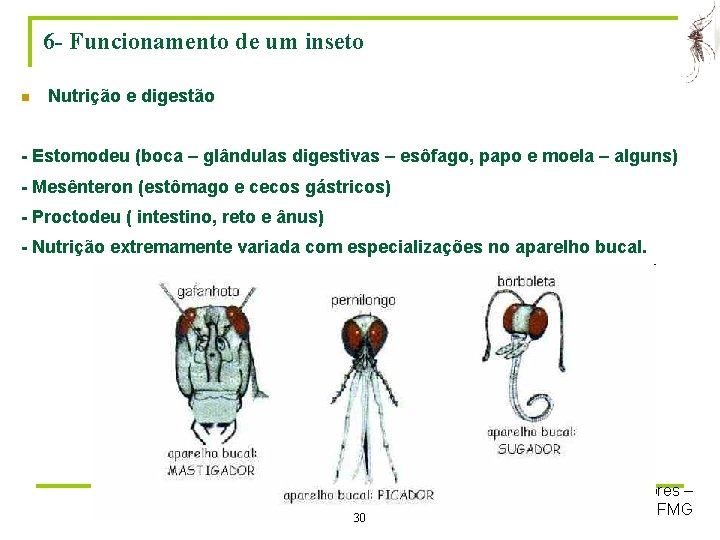 6 - Funcionamento de um inseto n Nutrição e digestão - Estomodeu (boca –