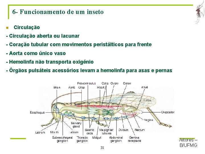 6 - Funcionamento de um inseto n Circulação - Circulação aberta ou lacunar -