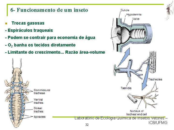 6 - Funcionamento de um inseto n Trocas gasosas - Espiráculos traqueais - Podem