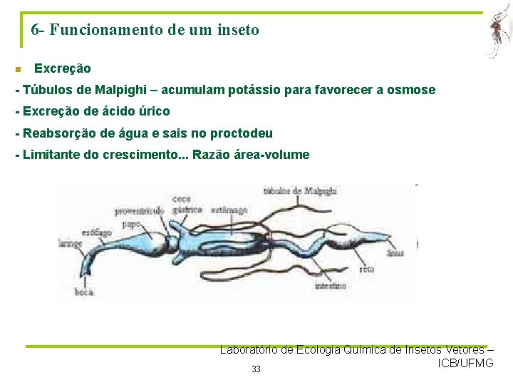 6 - Funcionamento de um inseto n Excreção - Túbulos de Malpighi – acumulam