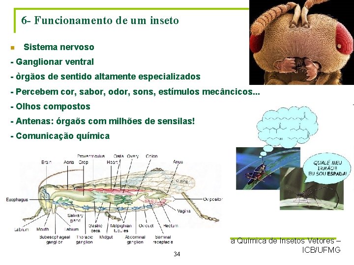 6 - Funcionamento de um inseto n Sistema nervoso - Ganglionar ventral - òrgãos