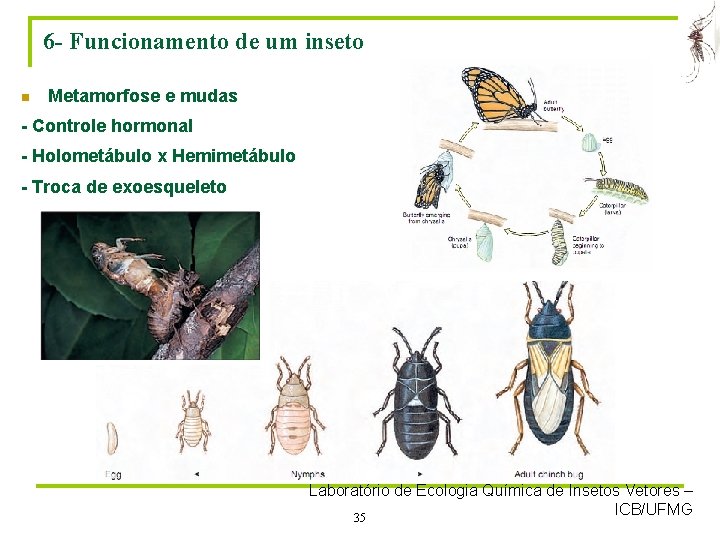 6 - Funcionamento de um inseto n Metamorfose e mudas - Controle hormonal -