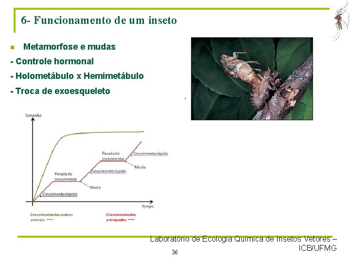 6 - Funcionamento de um inseto n Metamorfose e mudas - Controle hormonal -