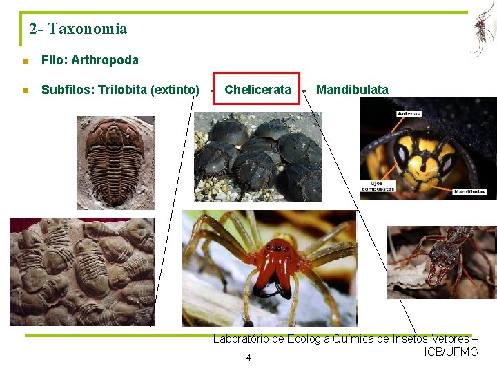 2 - Taxonomia n Filo: Arthropoda n Subfilos: Trilobita (extinto) - Chelicerata - Mandibulata