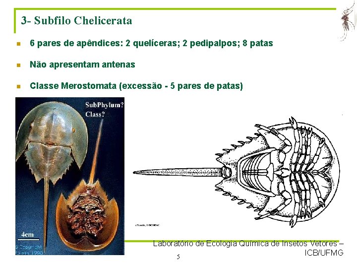 3 - Subfilo Chelicerata n 6 pares de apêndices: 2 quelíceras; 2 pedipalpos; 8