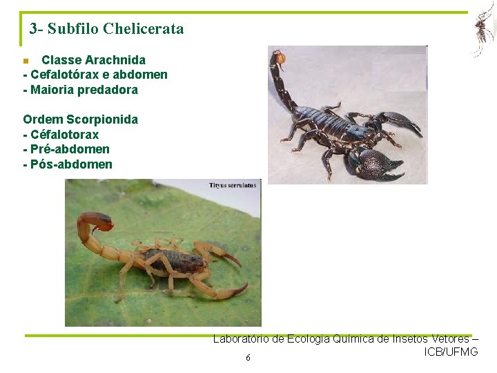 3 - Subfilo Chelicerata Classe Arachnida - Cefalotórax e abdomen - Maioria predadora n