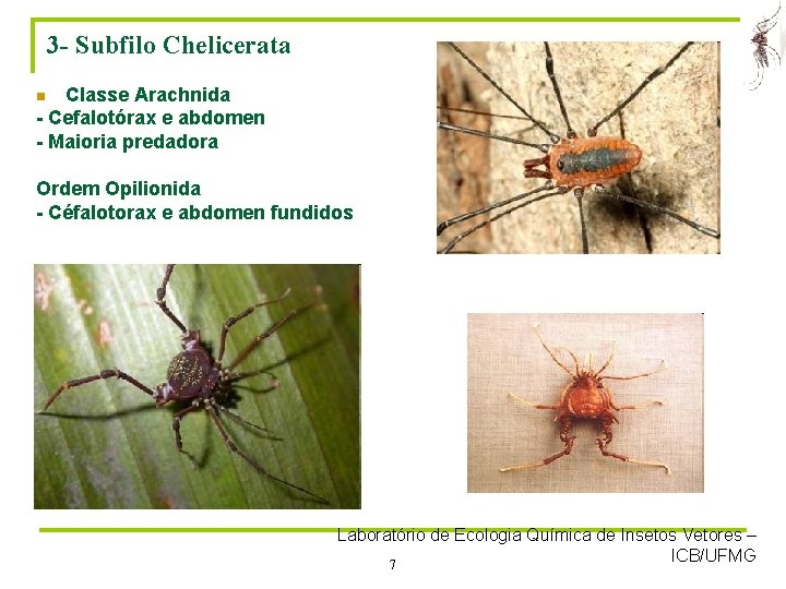 3 - Subfilo Chelicerata Classe Arachnida - Cefalotórax e abdomen - Maioria predadora n