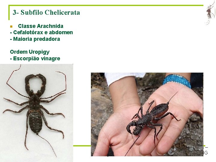 3 - Subfilo Chelicerata Classe Arachnida - Cefalotórax e abdomen - Maioria predadora n