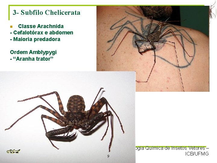 3 - Subfilo Chelicerata Classe Arachnida - Cefalotórax e abdomen - Maioria predadora n