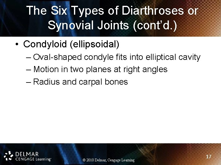 The Six Types of Diarthroses or Synovial Joints (cont’d. ) • Condyloid (ellipsoidal) –