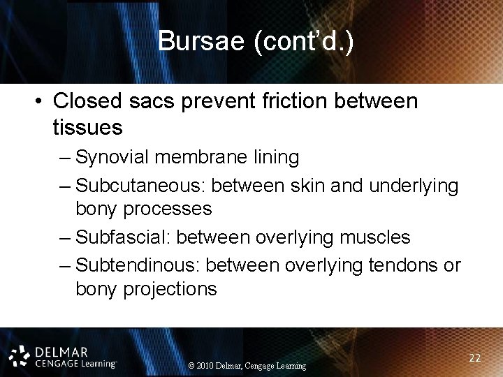 Bursae (cont’d. ) • Closed sacs prevent friction between tissues – Synovial membrane lining