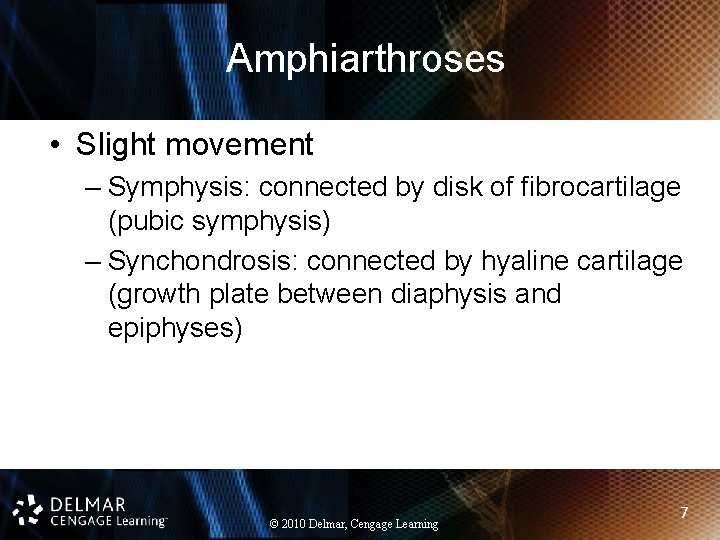 Amphiarthroses • Slight movement – Symphysis: connected by disk of fibrocartilage (pubic symphysis) –