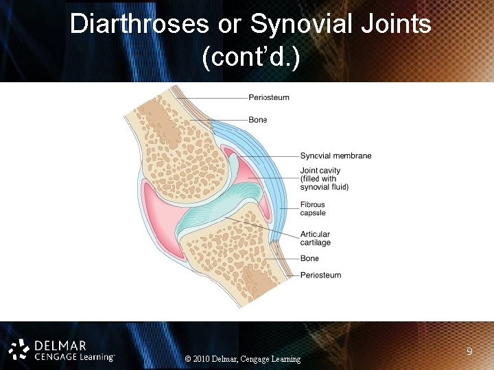 Diarthroses or Synovial Joints (cont’d. ) © 2010 Delmar, Cengage Learning 9 