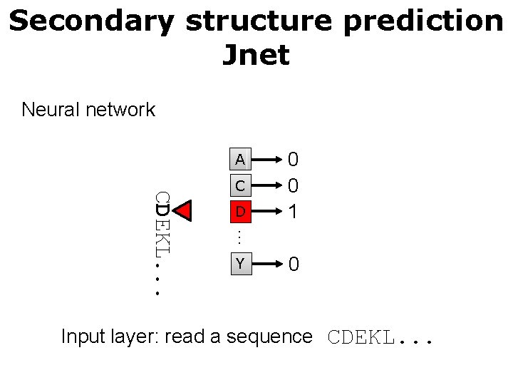 Secondary structure prediction Jnet Neural network A D … CDEKL. . . C 0 Secondary structure prediction Jnet Neural network A D … CDEKL. . . C 0