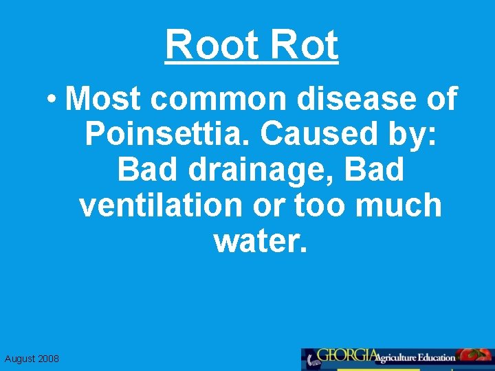 Root Rot • Most common disease of Poinsettia. Caused by: Bad drainage, Bad ventilation