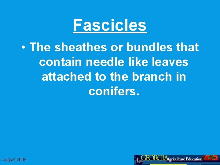 Fascicles • The sheathes or bundles that contain needle like leaves attached to the