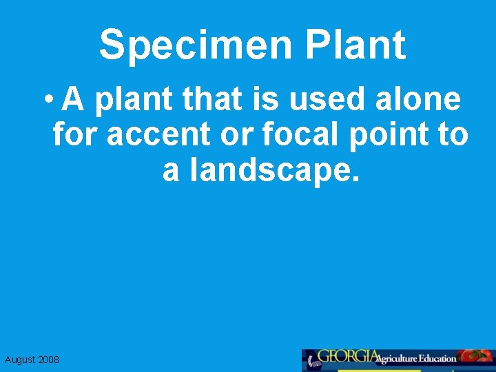 Specimen Plant • A plant that is used alone for accent or focal point