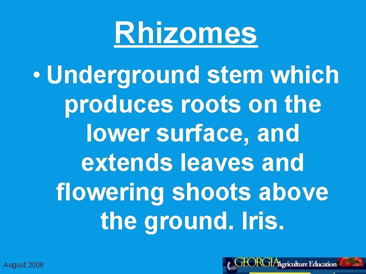 Rhizomes • Underground stem which produces roots on the lower surface, and extends leaves