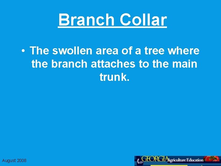 Branch Collar • The swollen area of a tree where the branch attaches to