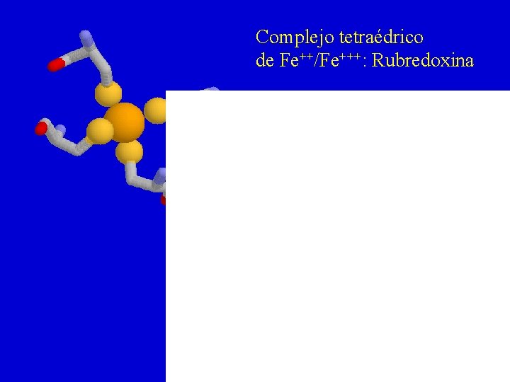Complejo tetraédrico de Fe++/Fe+++: Rubredoxina 