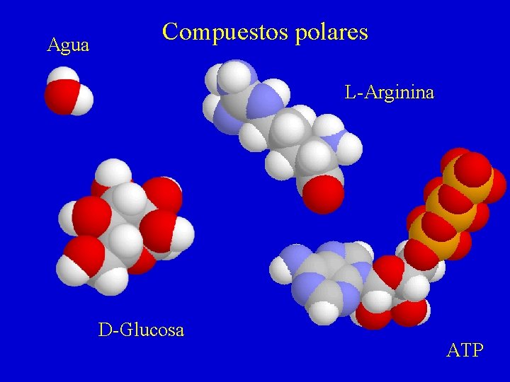 Agua Compuestos polares L-Arginina D-Glucosa ATP 