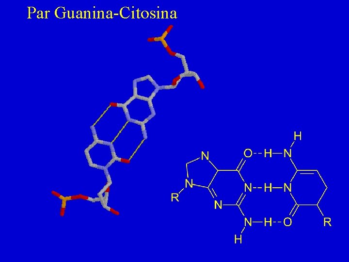 Par Guanina-Citosina 