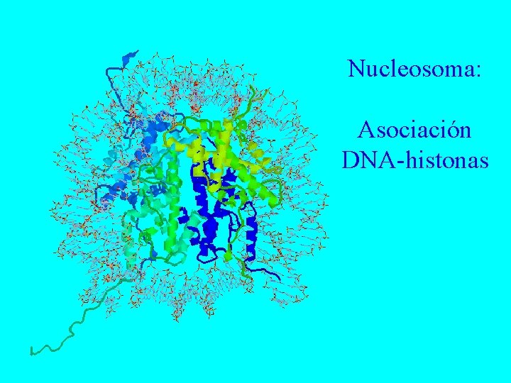 Nucleosoma: Asociación DNA-histonas 