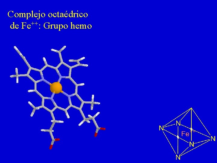 Complejo octaédrico de Fe++: Grupo hemo 